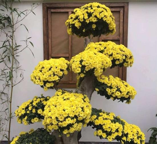 新疆 造型菊花种植